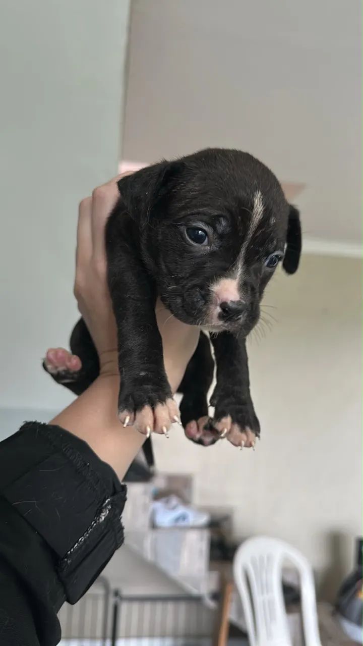Pit bull - Foto 5