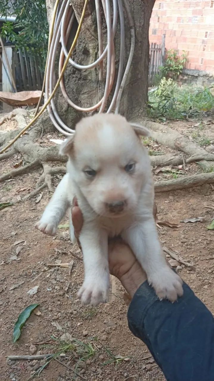 Venda de Cachorro de Raça  - Foto 5