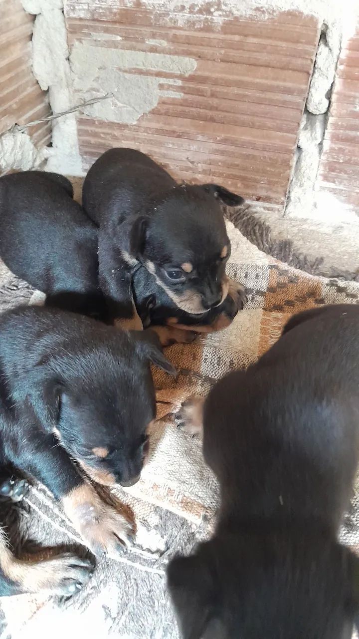 Cachorro pincher 1 - Foto 5