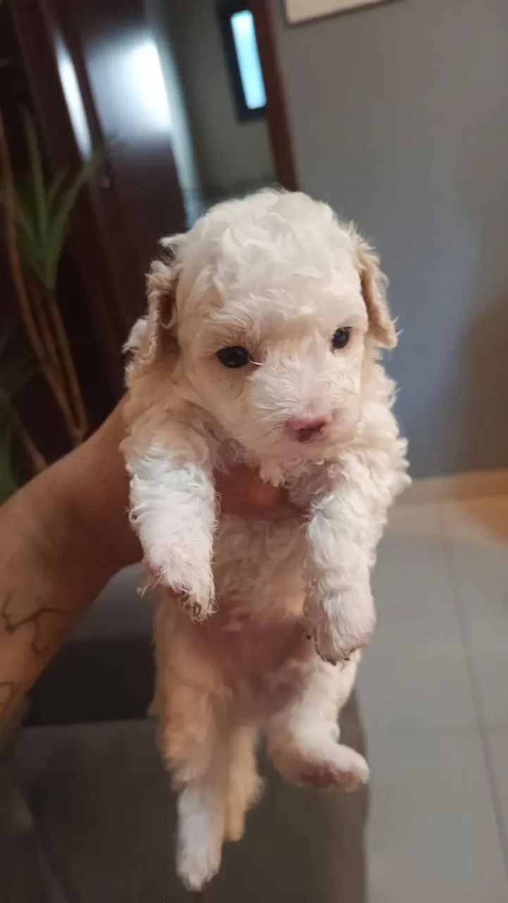 Poodle toy