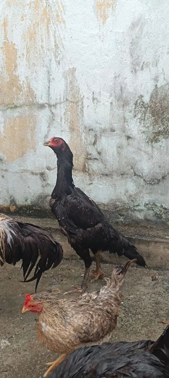 Galinha de raça 