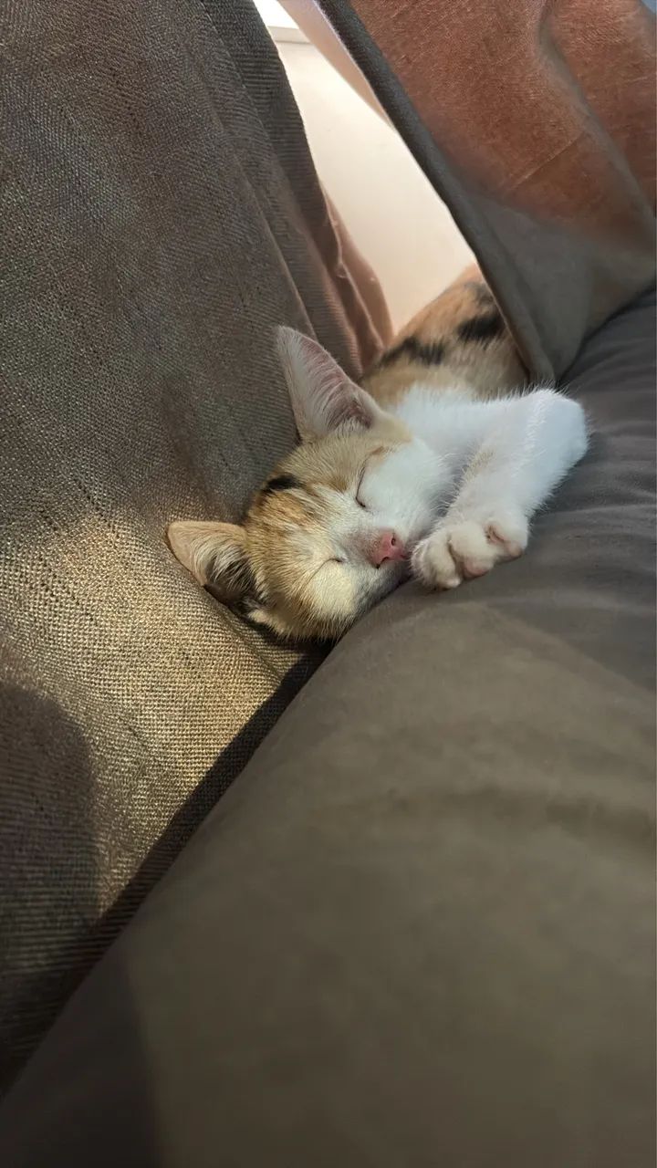 Procura se gatinho Perdido  - Foto 3