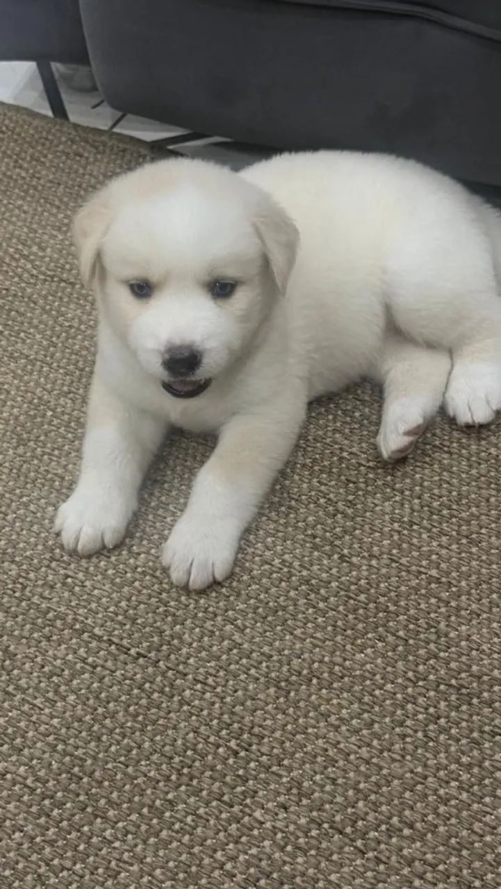 Husky Siberiano 