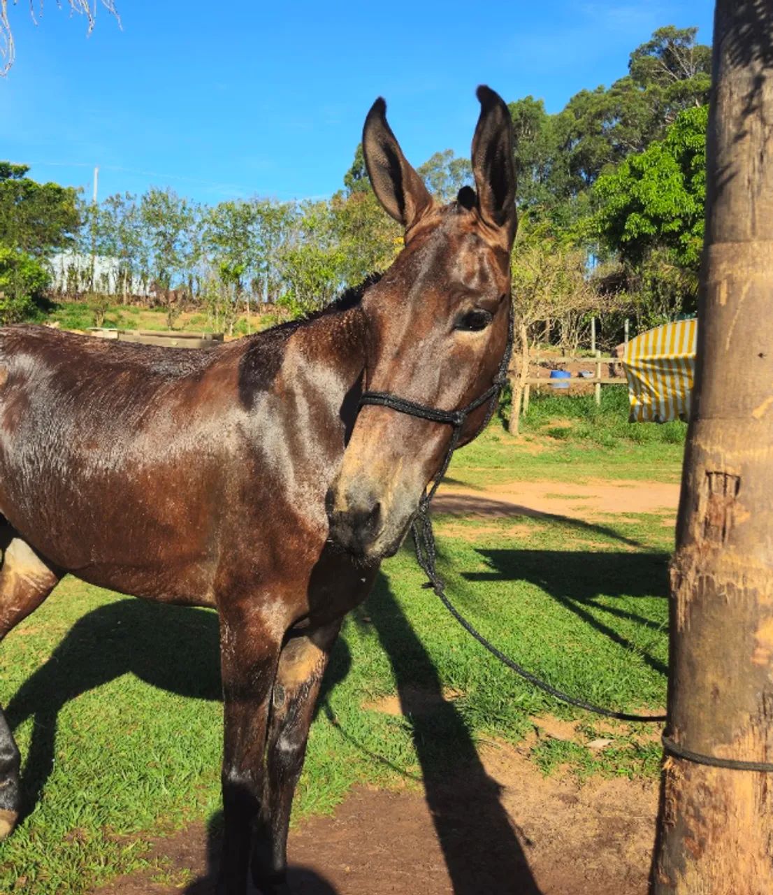 Mula de patrão  - Foto 3