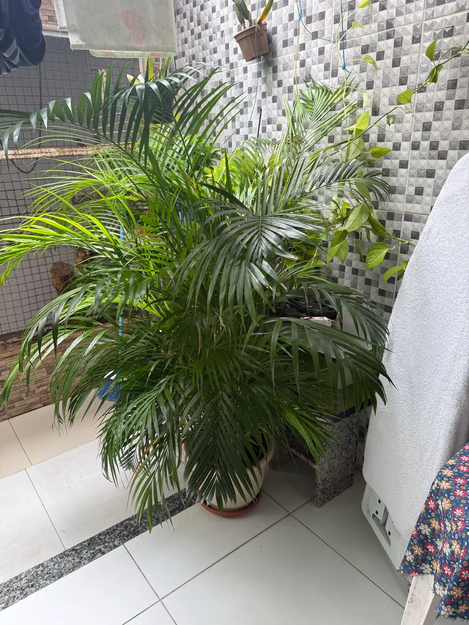 Palmeira com vaso