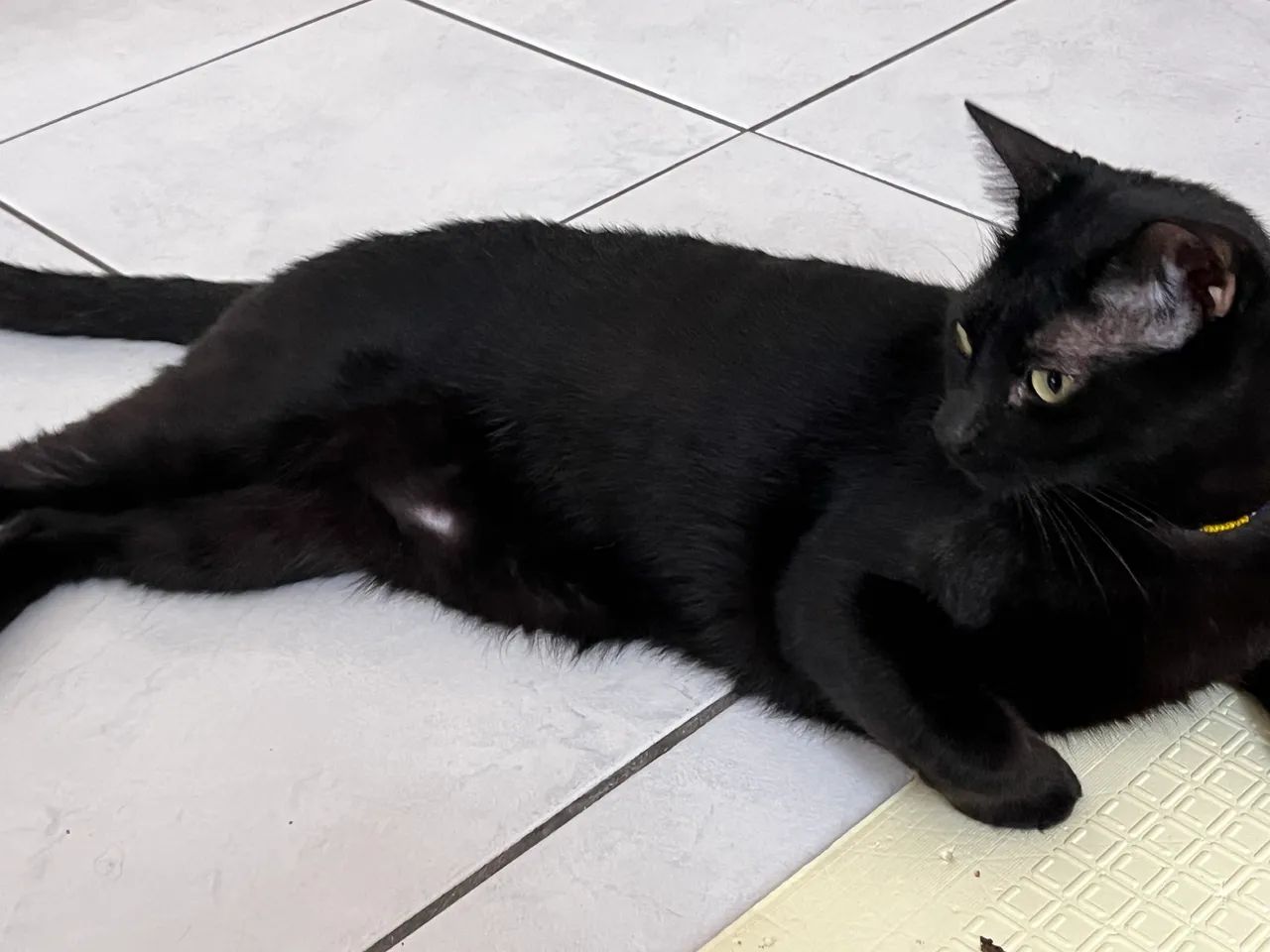 Gato preto ? para adoção