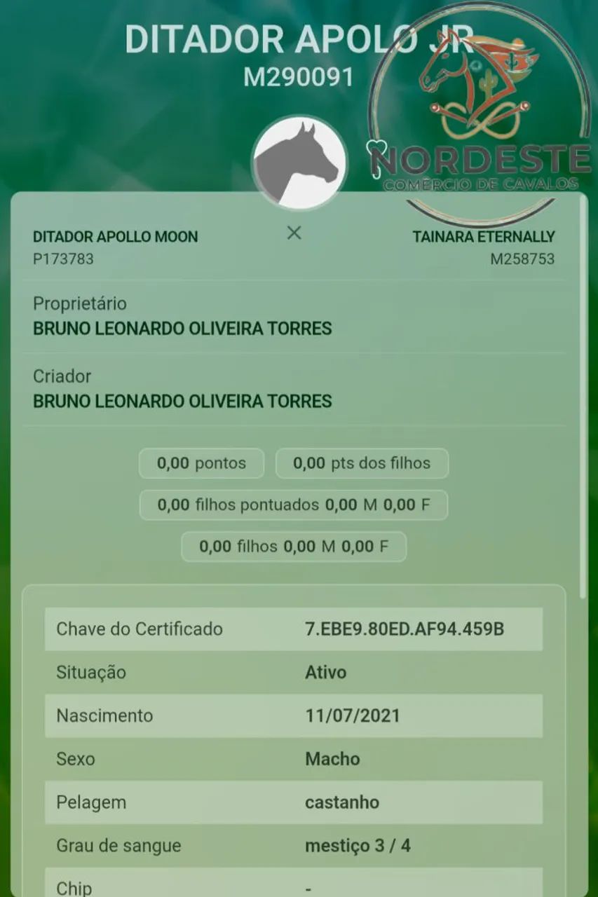Potro QM com Documento Domado - Foto 3