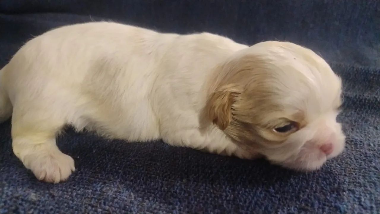 Shihtzu  - Foto 3