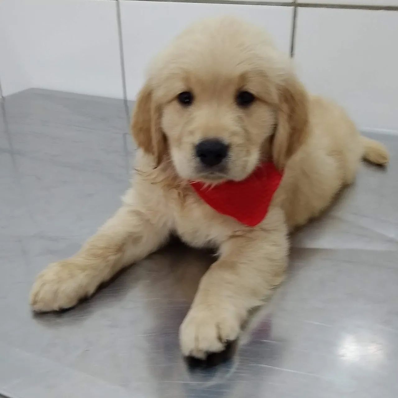 Golden Retriever - Foto 2