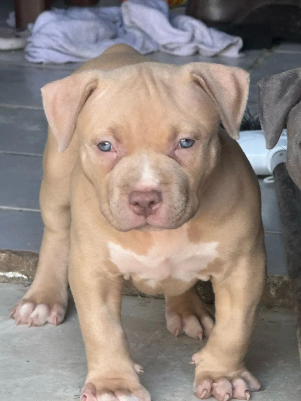 Pit monster