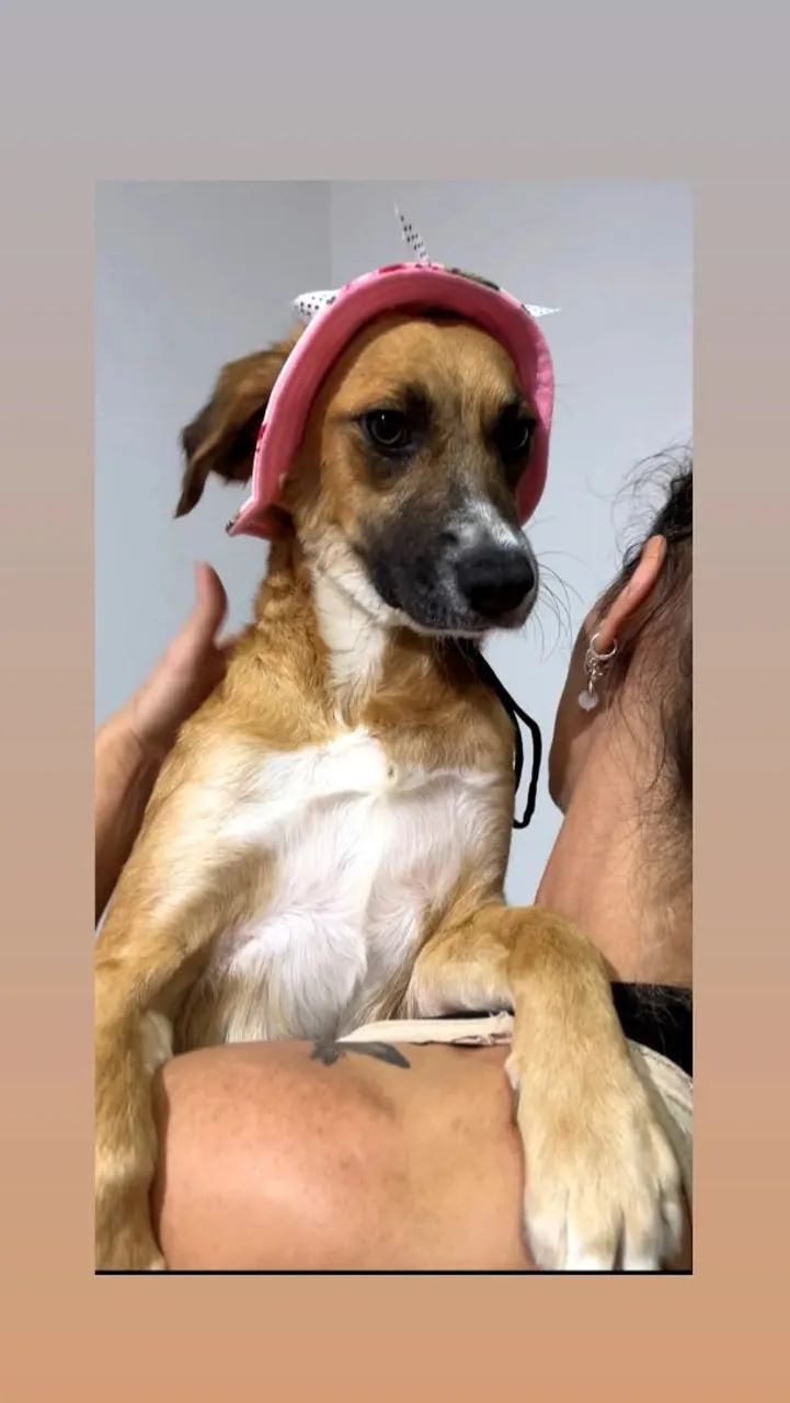 Cachorros