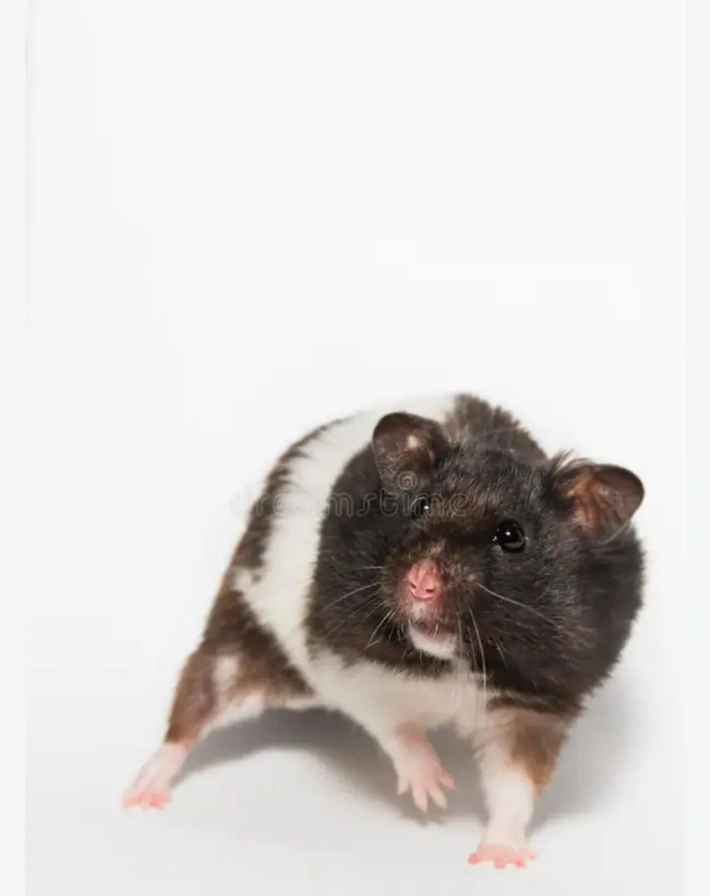 Hamster  - Foto 3
