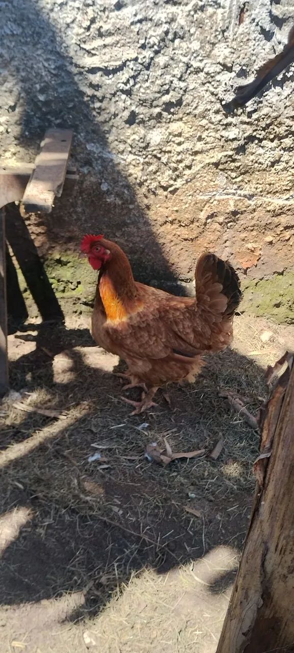 Lindas galinhas 1 ano, e um  frango 7 meses, - Foto 4