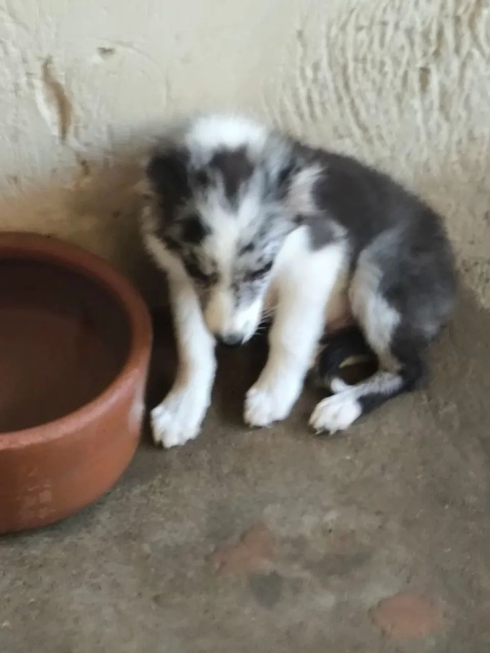 Border collie(Black Friday de machos) - Foto 4