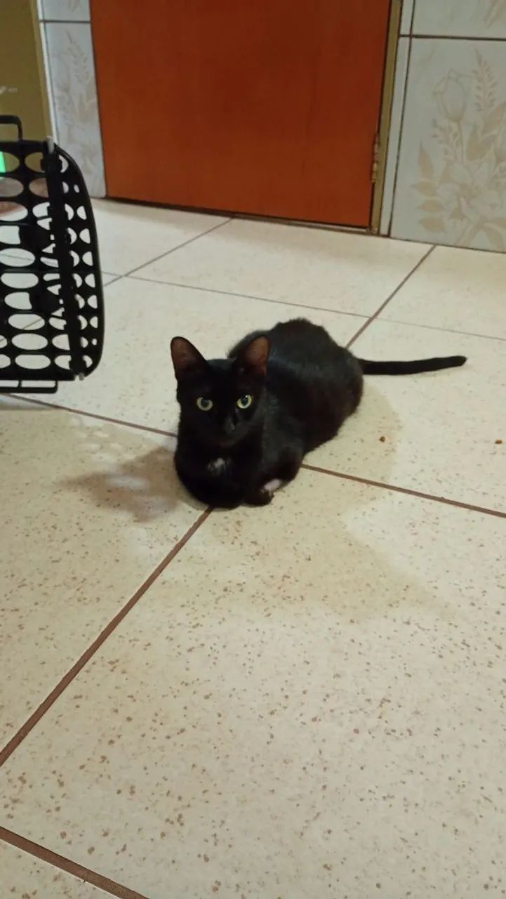 Doa-se gata castrada 