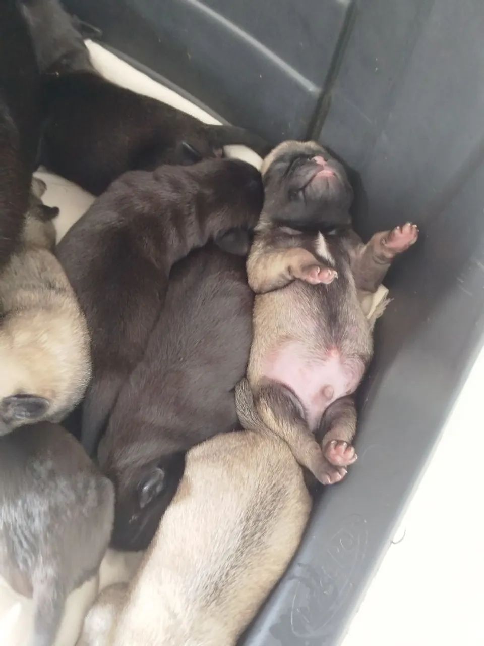 Filhotes de Pug  - Foto 3