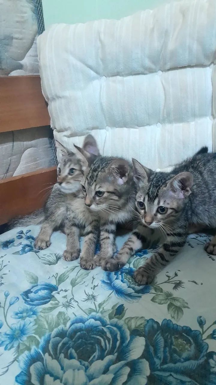 Gatos para adoção  - Foto 2