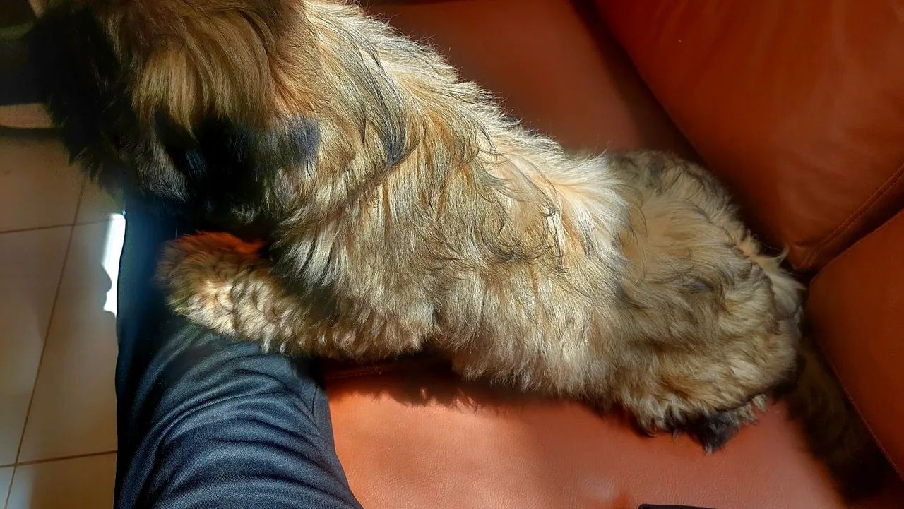Filhote Shihtzu - Foto 3