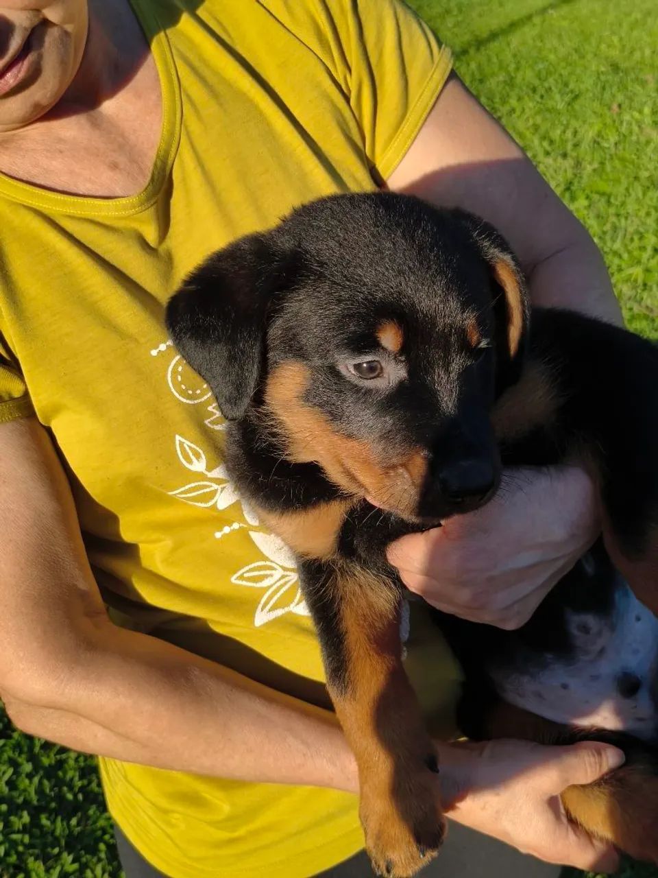 Rottweiler  - Foto 4