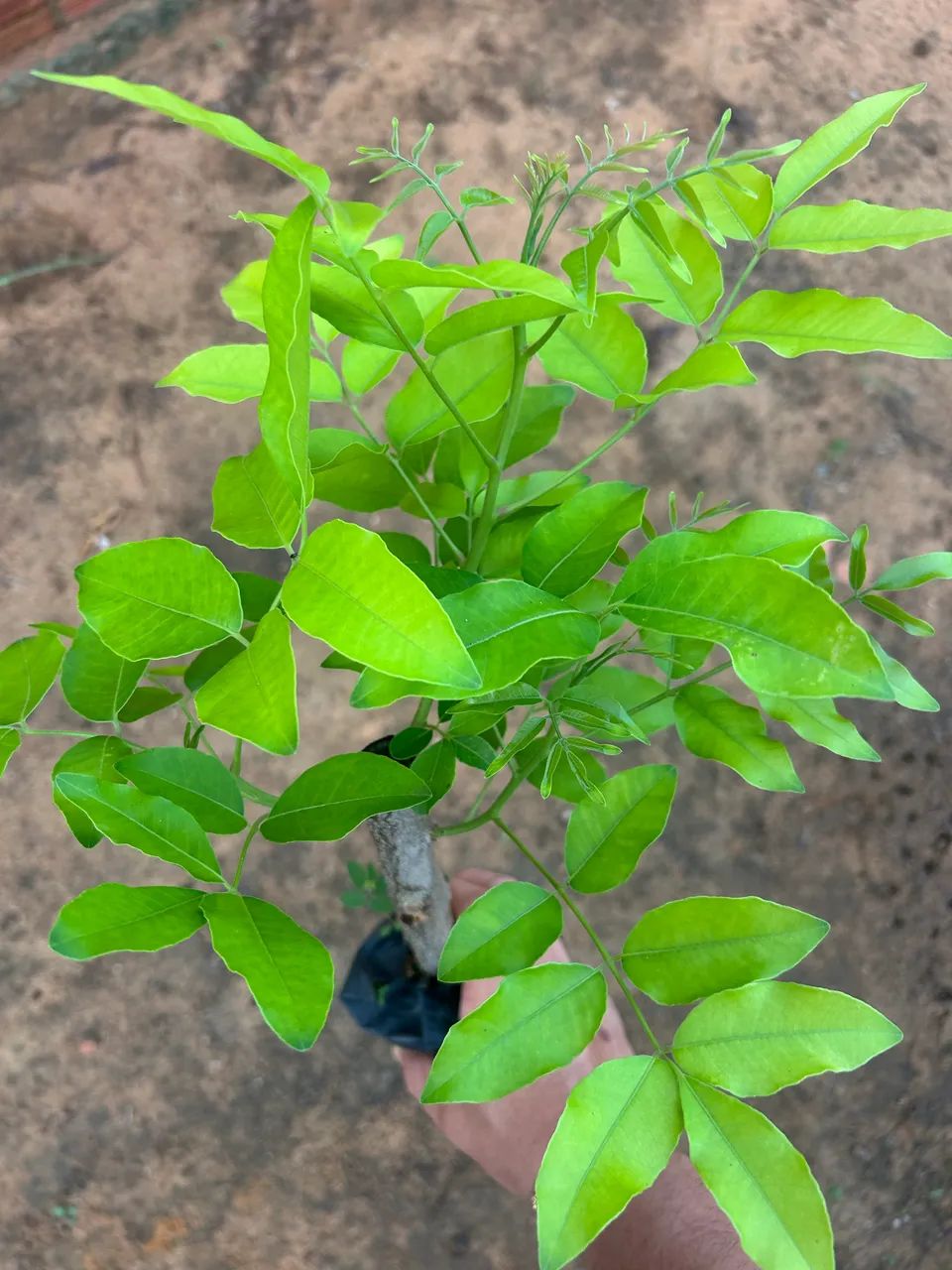Mudas frutíferas  - Foto 2