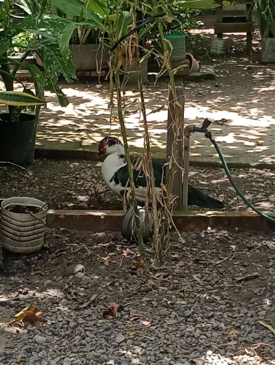 Patos - Foto 2