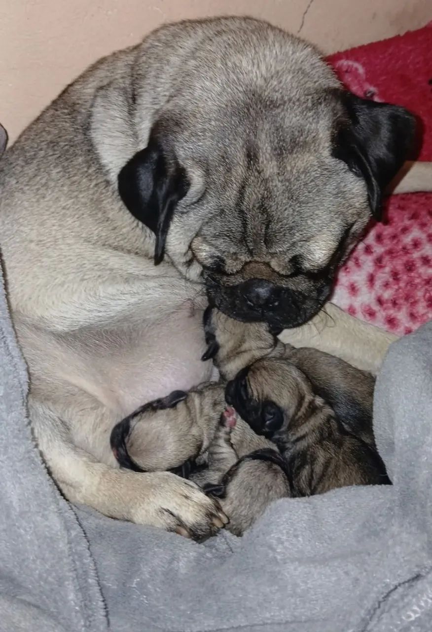 Filhotes de Pug 