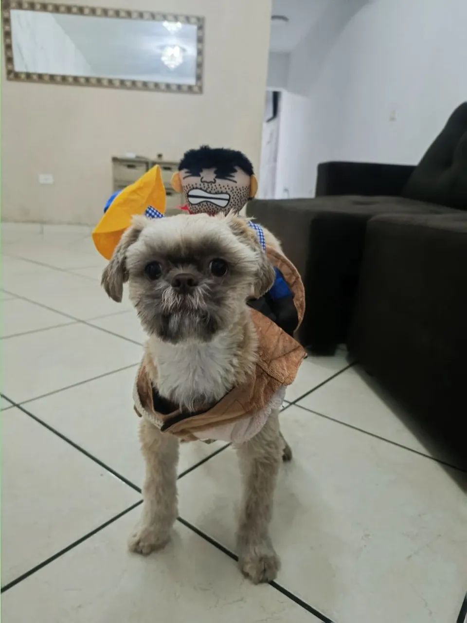 Shihtzu  - Foto 5