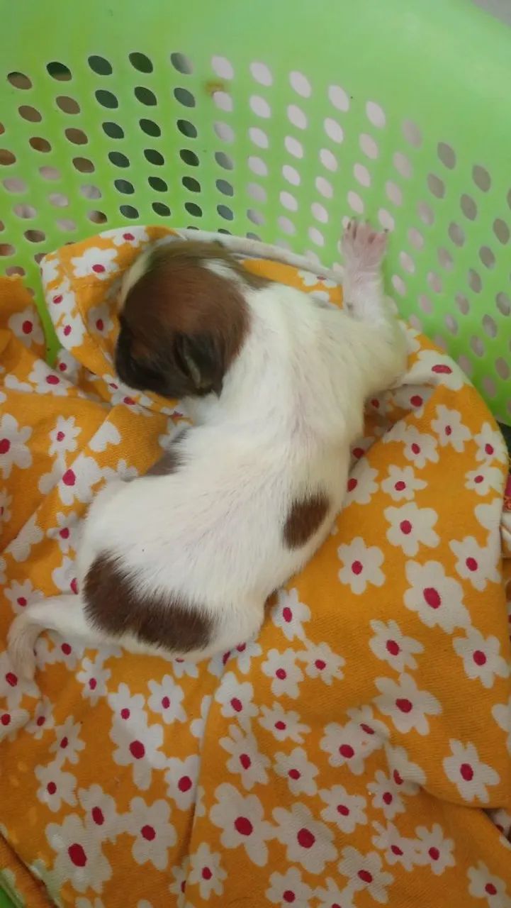 Shih tzu - Foto 3