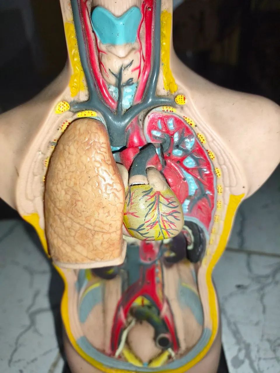 Modelo anatômico de torso humano de 50 cm - Foto 2