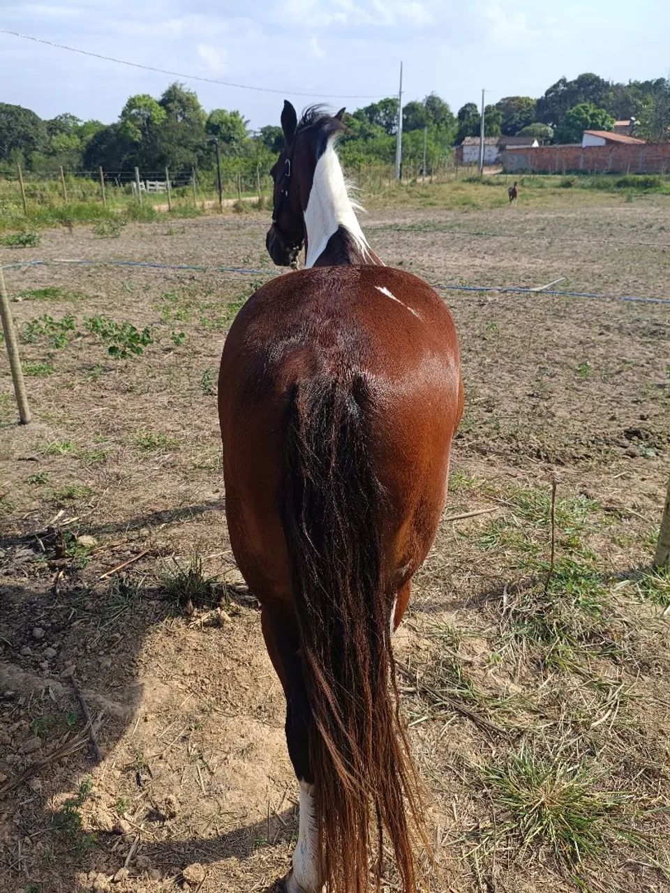 Cavalo - Foto 2