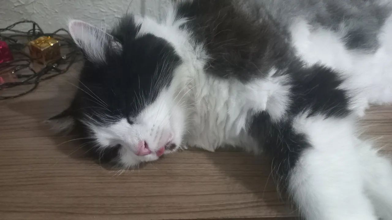 Procura-se gata (Ursa) - Foto 3