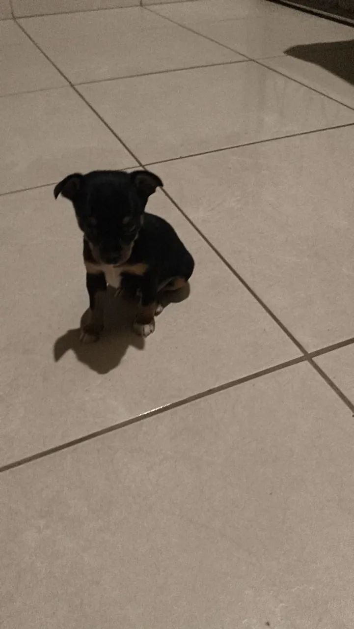 Pet