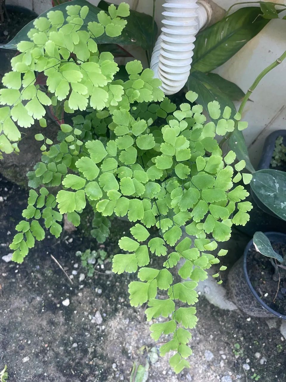 Plantinhas - Foto 2