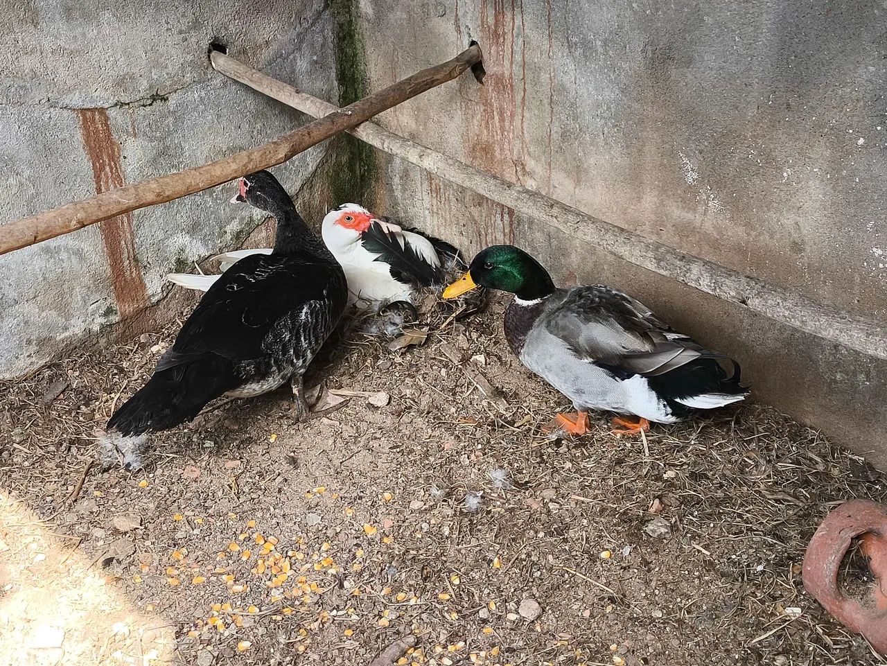 Patas - Foto 2