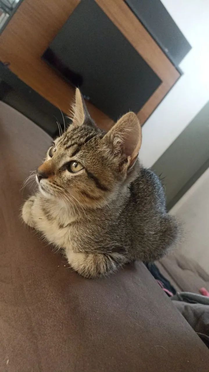Adoçao responsável - Foto 3