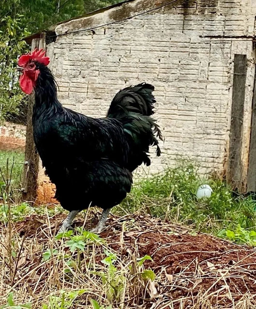 Vendo pintinhos  de galinhas gigante negro  - Foto 2