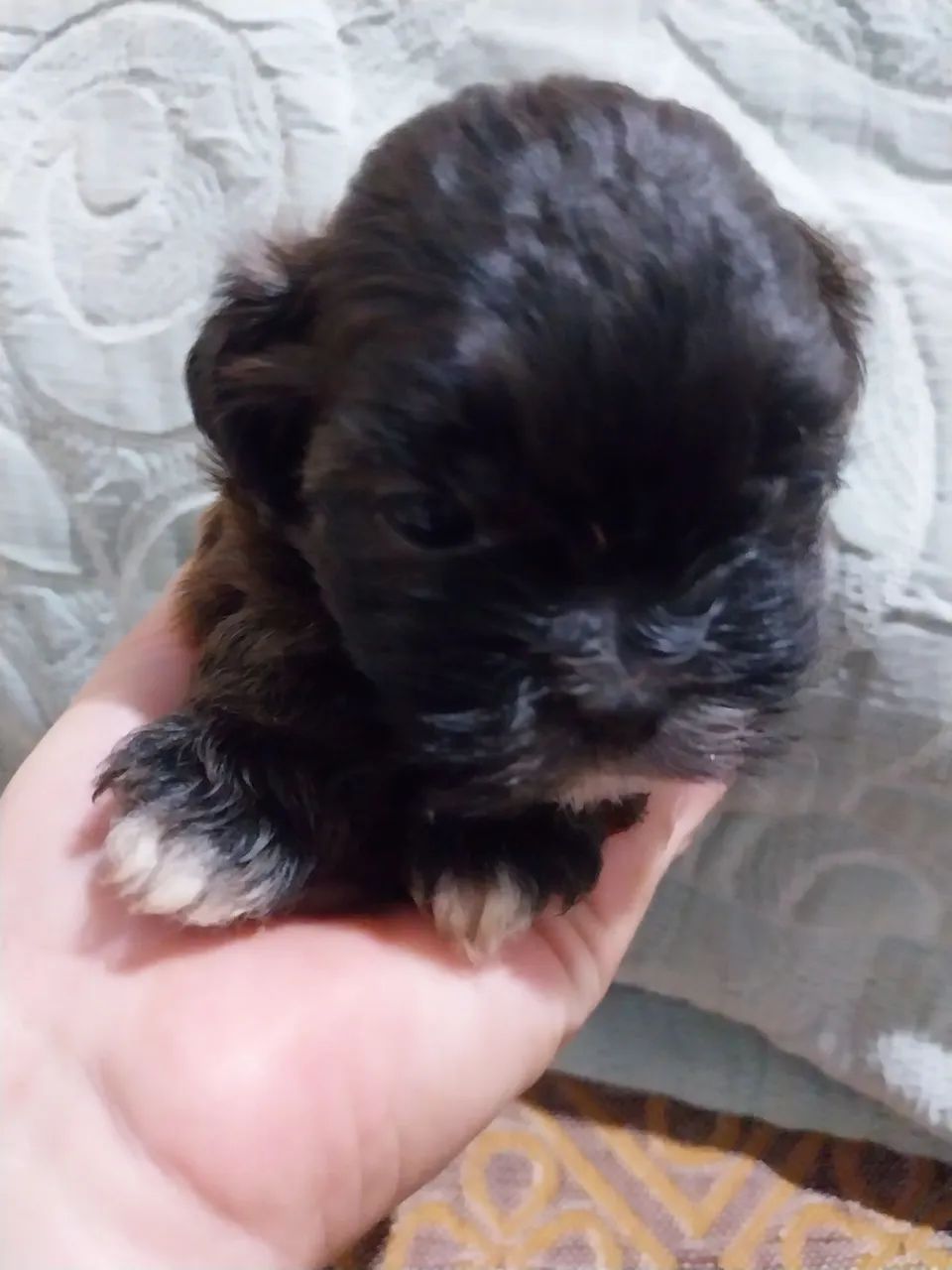 Shih Tzu  - Foto 3