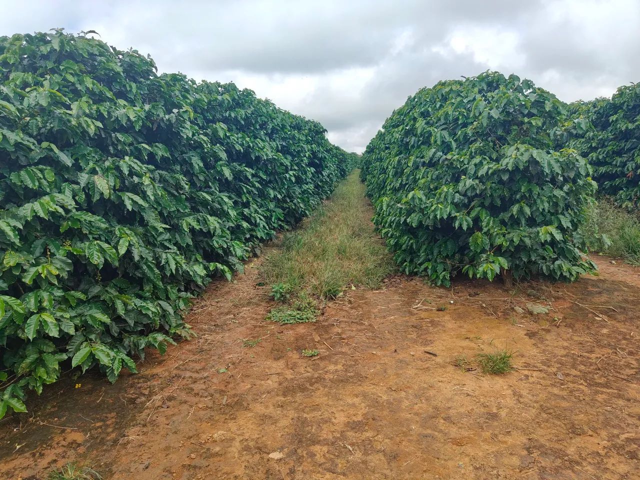 FAZENDA DE CAFÉ COM 140HECTARES, RENTABILIDADE IMEDIATA!!
