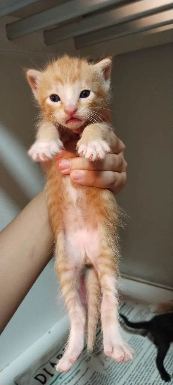 Adote o Caju!  - Foto 2