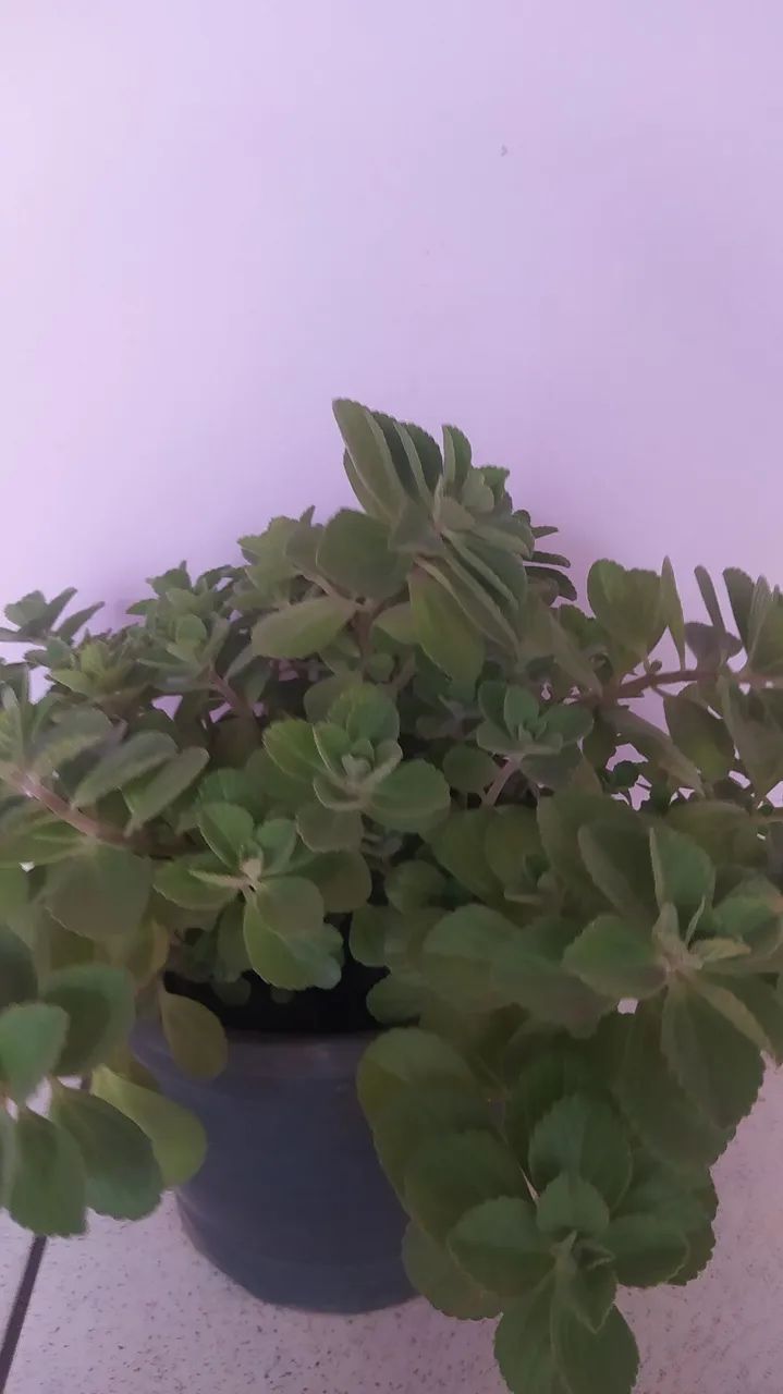 Boldo  - Foto 2