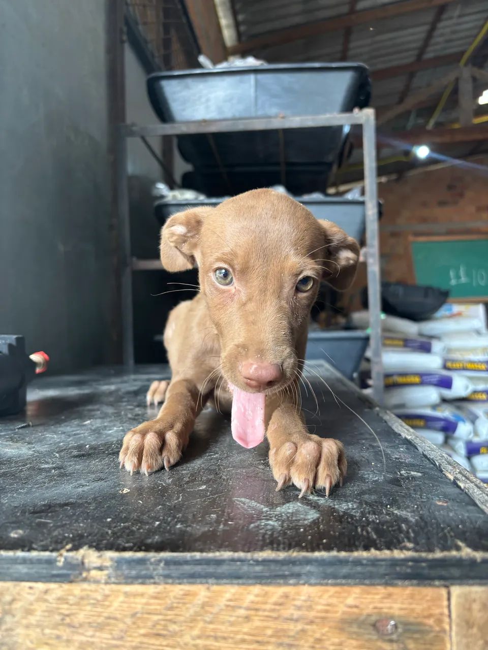 Doação de cachorro 