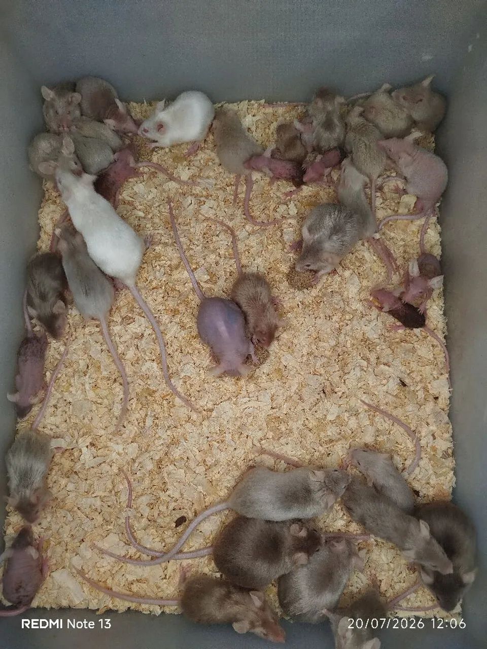 Dongos  - Foto 3