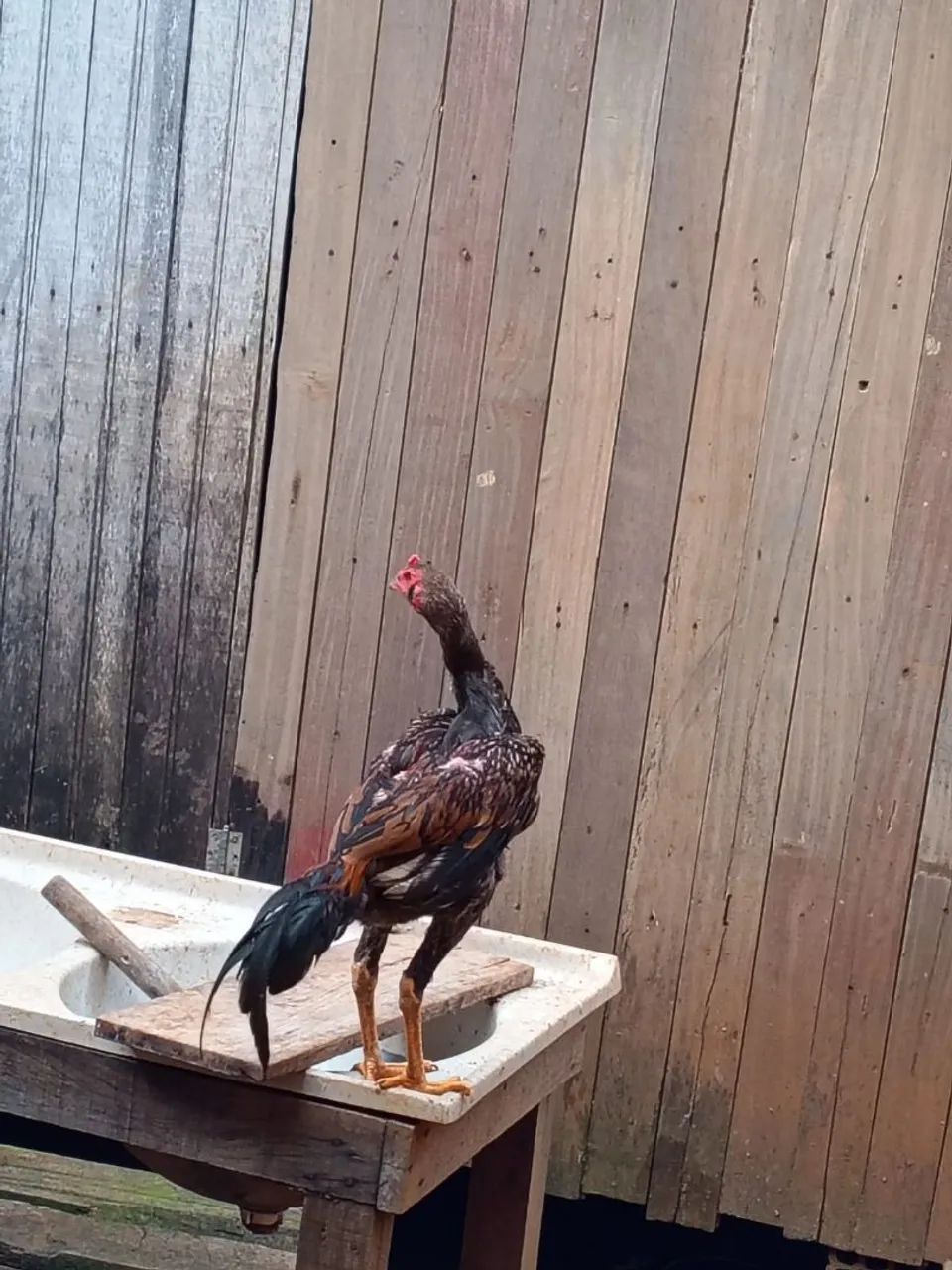 Frango ? de raça indiano.  - Foto 2