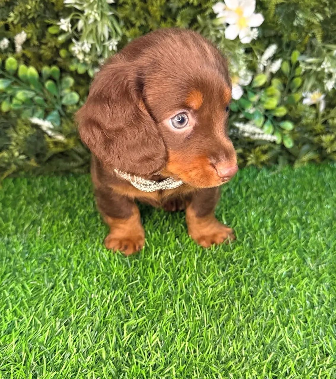 dachshund pelo longo 