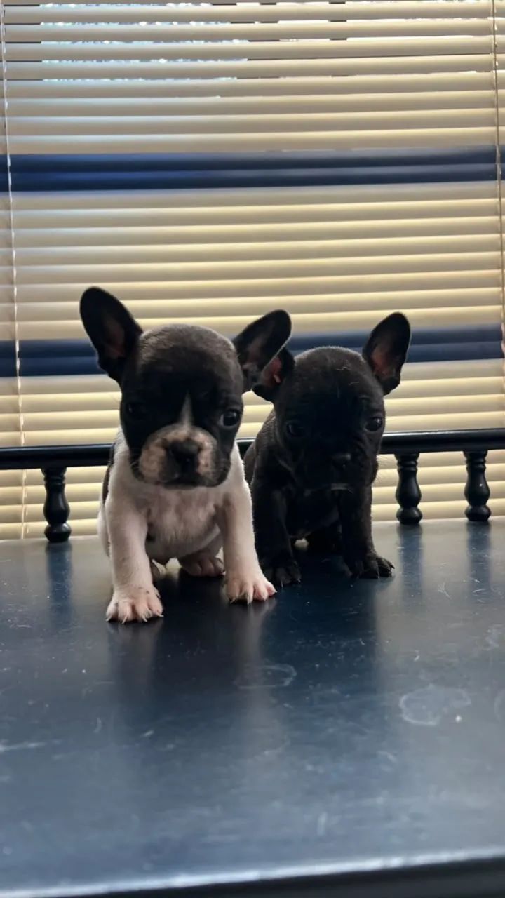 Buldogue francês  - Foto 2