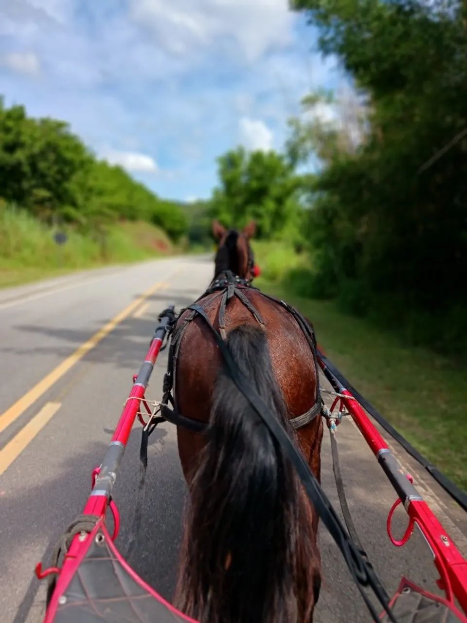 Cavalo de charrete Mestiço 