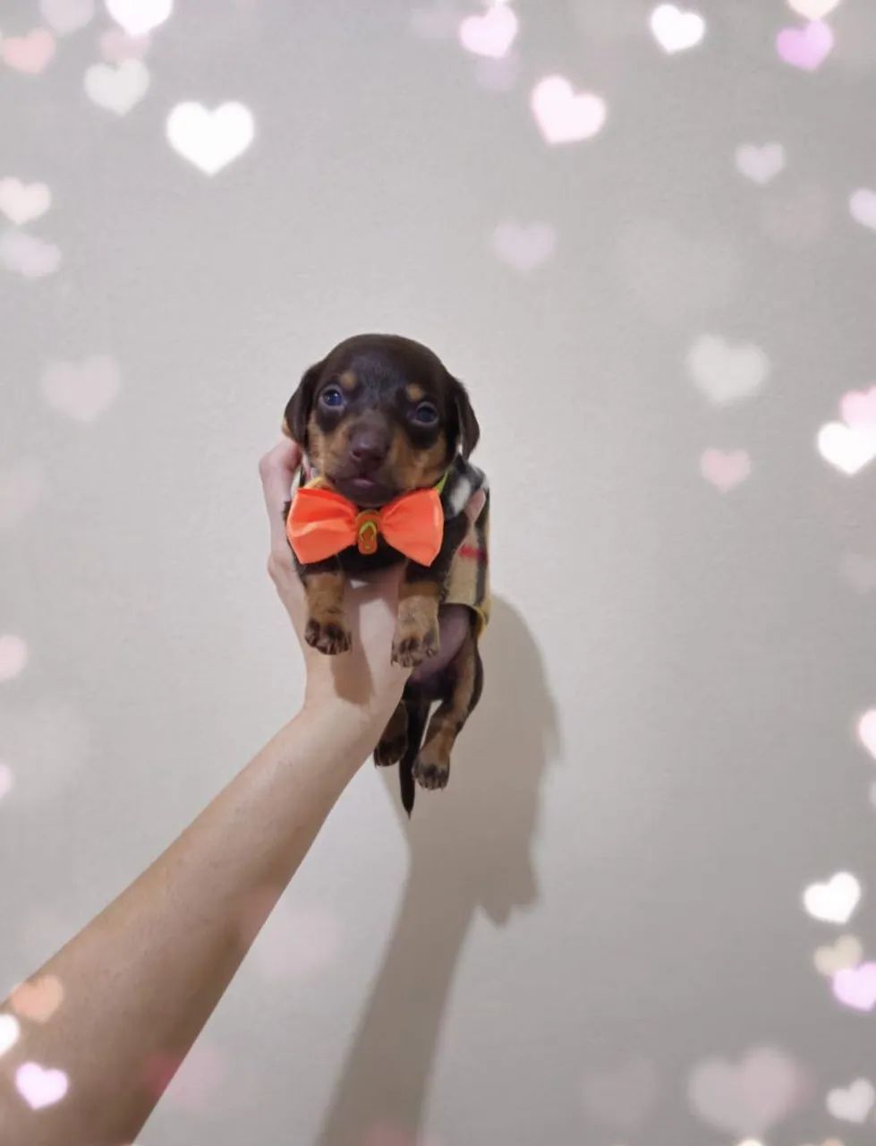 Dachshund  - Foto 4