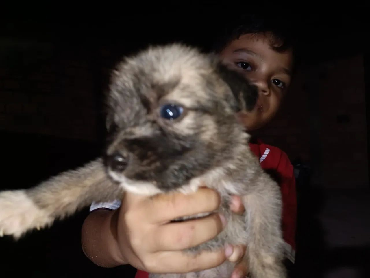 Cachorros