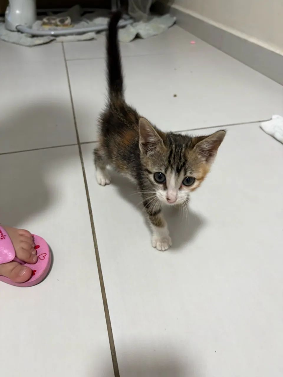 Adoção de gato - Foto 4