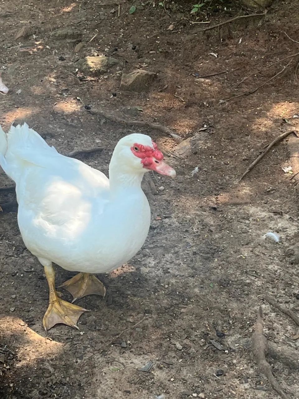 Pato Gigante Alemão - Macho - Foto 4